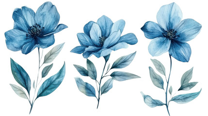 Watercolor flower of tropical spring floral blue on transparent background