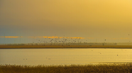 Wall Mural - Birds flying over a lake in a yellow cloudy sky in the light of sunrise in winter, Almere, Flevoland, The Netherlands, January 26, 2025