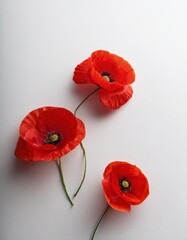 Poster - Delicate Trio of Red Poppies Artistically Displayed on a Smooth White Surface