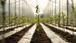 © Vanhxay - Nursery of young trees ready for planting