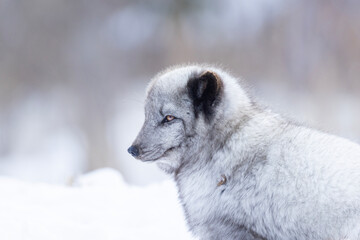 Wall Mural - Arctic fox (Vulpes lagopus) in winter