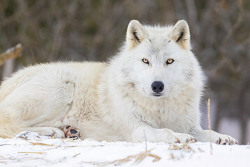  Portrait of timber wolf in Canadian winter