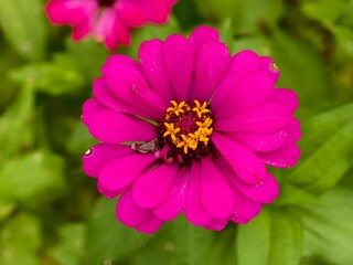 Wall Mural - red zinnia flowers are still fresh and beautiful