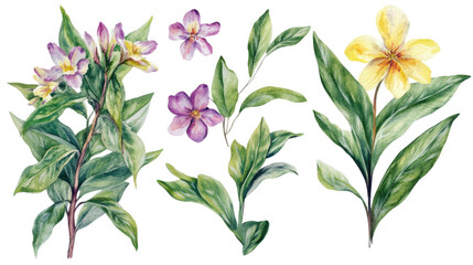 Watercolor flower of tropical spring floral colorful on transparent background