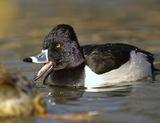 Wall Mural - Ring-necked Duck in Serene Pond