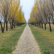 © share - Autumn path, trees, fields, serene landscape, nature photography