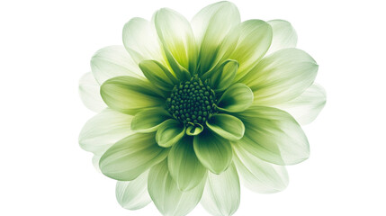 Colorful green flower on transparent background