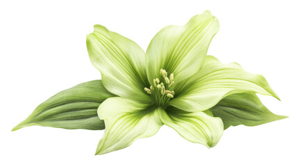 Colorful green flower on transparent background
