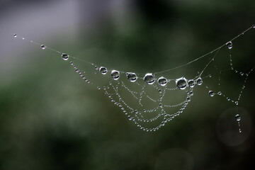 Dew-covered spider web on a dark blurred natural background. Close-up shot emphasizing water droplets creating a delicate and intricate design