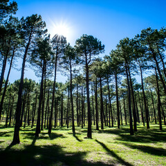 Wall Mural - Sunny day, pine forest, shadows, nature