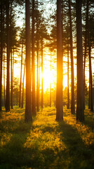 Wall Mural - Sunset in pine forest, golden light