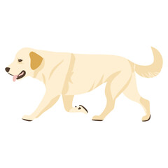 Wall Mural - Golden Retriever dog illustration retriever cartoon vector