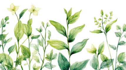 Watercolor flower of tropical spring floral white on transparent background
