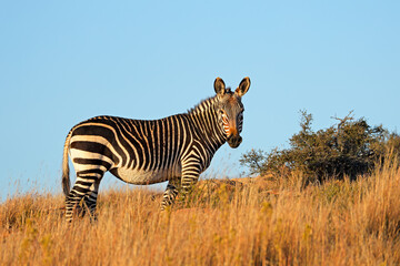 Wall Mural - a cape mountain zebra (equus zebra) standing in natural habitat, mountain zebra national park, south