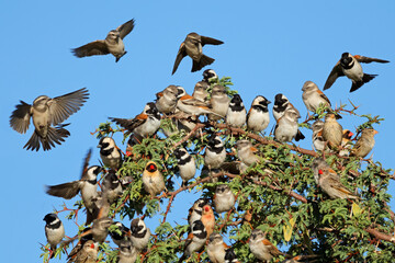 Wall Mural - cape sparrows (passer melanurus) and other birds gathering in a tree, kalahari desert, south africa.