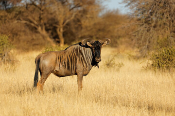 Wall Mural - A blue wildebeest (Connochaetes taurinus) standing in natural habitat, Mokala National Park, South Africa.