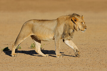 Wall Mural - young male african lion (panthera leo) walking, kalahari desert, south africa.
