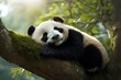 © Rawpixel.com - Lazy panda sleeping animal wildlife mammal.