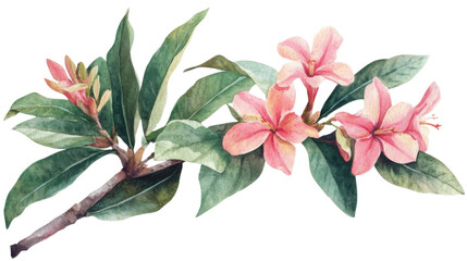 Watercolor flower of tropical spring floral pink on transparent background