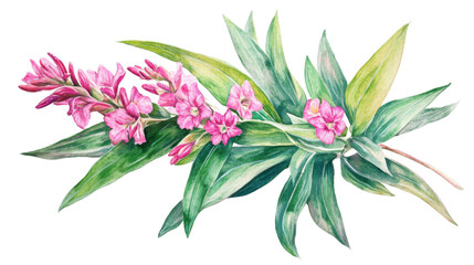 Watercolor flower of tropical spring floral pink on transparent background