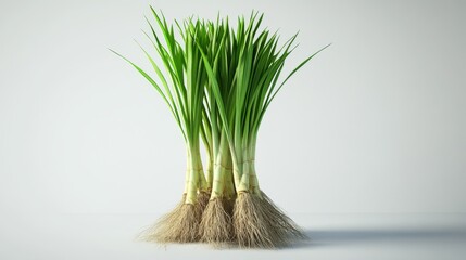 Wall Mural - 3D realistic fresh lemongrass with roots.