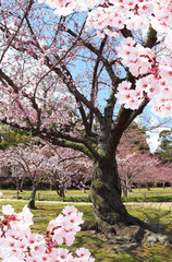 Aufkleber - Blooming sakura trees in Koishikawa Korakuen garden, Okayama, Japan. Japanese hanami festival. Cherry blossoming season in Japan. Beautiful nature spring scene with a branch of blooming sakura