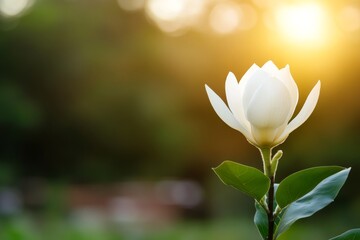 Poster - A close-up view of a white magnolia flower with vibrant green leaves, set against a softly blurred background, ideal for adding text or design elements elegantly