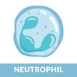 © Godhand - Type of white blood cells Neutrophil Design Illustration