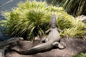 Wall Mural - the alligator is hiding behind a bush