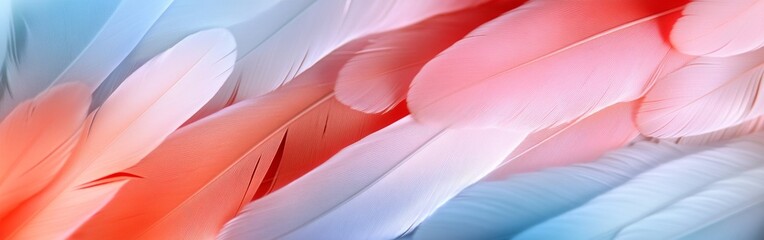 Poster - Colorful Blue and Pink Feathers Close-Up