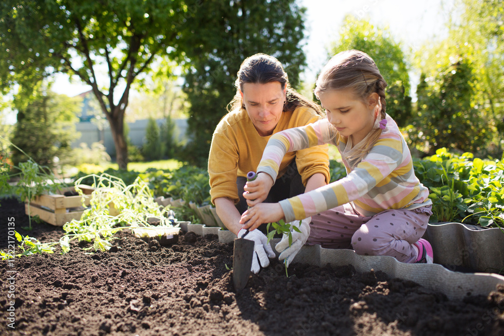 Parents Planting Family mom and two child daughter planting seedling In ground on ...