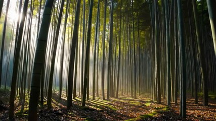 Fototapete - A peaceful morning in a bamboo forest, with sunlight filtering through the tall green stalks and soft mist creating a tranquil atmosphere.
