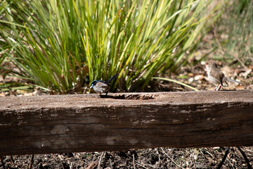 Wall Mural - the fairy wren is eating a seed