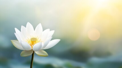 Wall Mural - Elegant white lotus flower in tranquil bloom with soft focus background serene