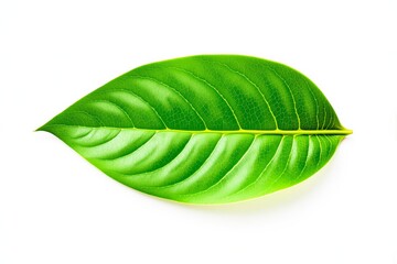 Poster - Close-up of vibrant green leaf with visible veins on white background.