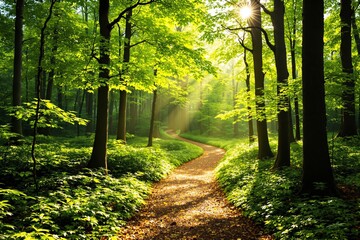 Poster - Sunlit forest path surrounded by lush green foliage and tall trees.