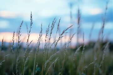 Poster - Close-up of grass in field during sunset with blurred background.