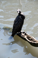 Wall Mural - the little black cormorant is standing on driftwood