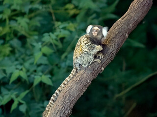Wall Mural - the marmoset is climbing a tree