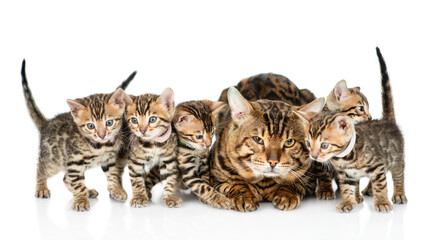 Poster - Big bengal cat lying with many tiny kittens. isolated on white background