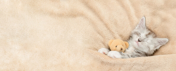 Fototapete - Cozy Maine coon kitten sleeps with favorite toy bear under warm blanket on a bed at home. Top down view. Empty space for text