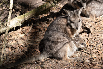 Wall Mural - the tammar wallaby has a joey in its pouch