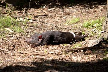 Wall Mural - The Tasmanian devil is rest on the ground in  the sun