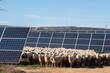 © yaqui_villegas - A flock of sheep grazes peacefully near solar panels, showcasing a harmonious blend of agriculture and renewable energy practices in a modern landscape in Zaragoza Spain