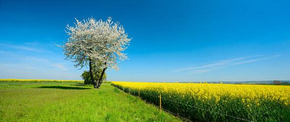 Wall Mural - Fields and Meadow with Cherry Tree and Rapeseed in Spring under blue sky