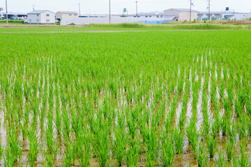 Wall Mural - Rice plant in the field,agriculture,paddy	

