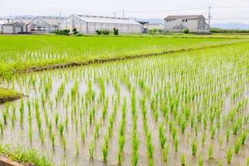 Wall Mural - Rice plant in the field,agriculture,paddy	