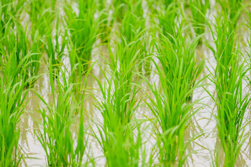 Wall Mural - beautiful rice field in Japan	