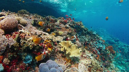 Fototapete - Underwater footage of the healthy coral reef with a lot of fish near Bali in Indonesia