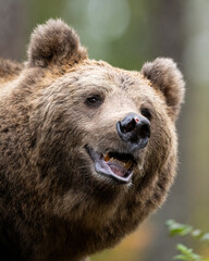 Wall Mural - Smiling brown bear, closeup portrait